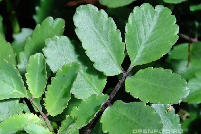 Bryophyllum pinnatum