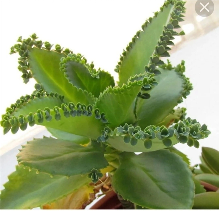 Каланхоэ перистое kalanchoe pinnata