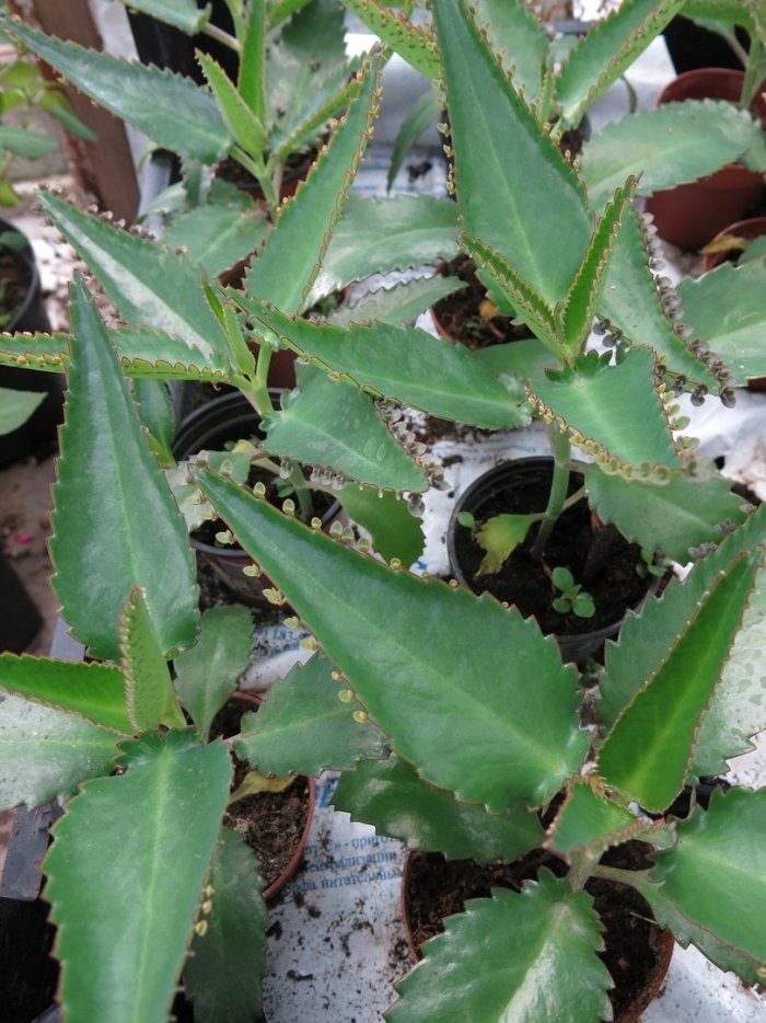 Дегремона каланхоэ