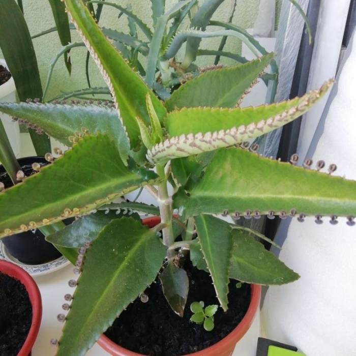 Цветы каланхоэ дегремона