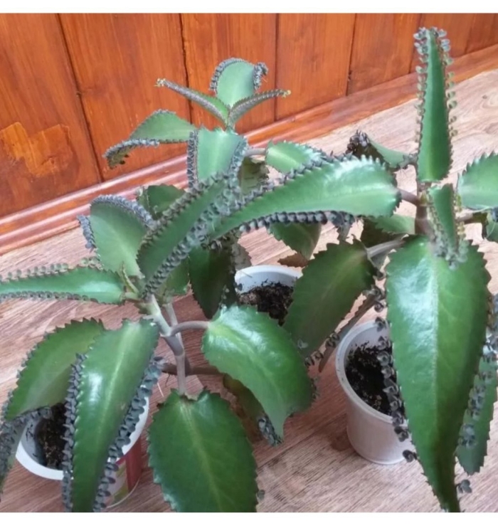 Растение каланхоэ