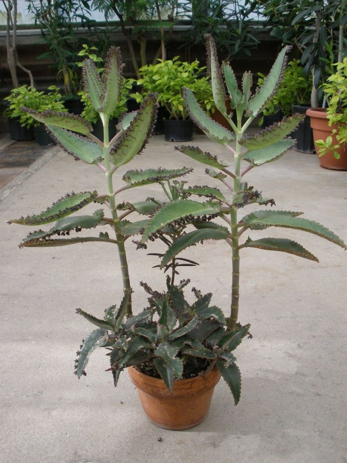 Каланхоэ дегремона (kalanchoe daigremontiana)