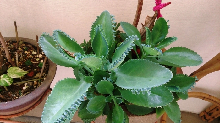 Каланхоэ растение