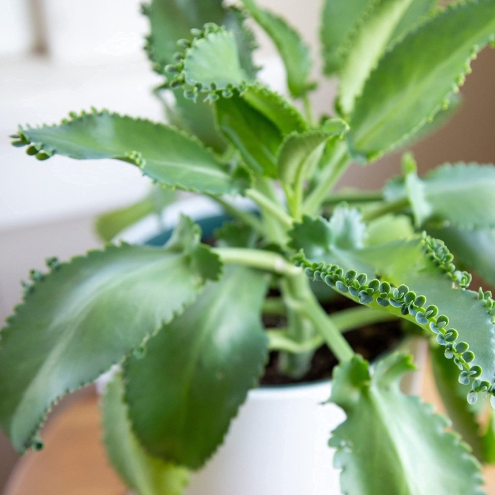 Каланхоэ дегремона