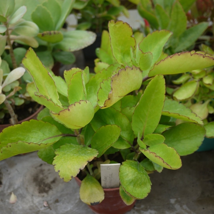 Суккулент каланхоэ пинатум