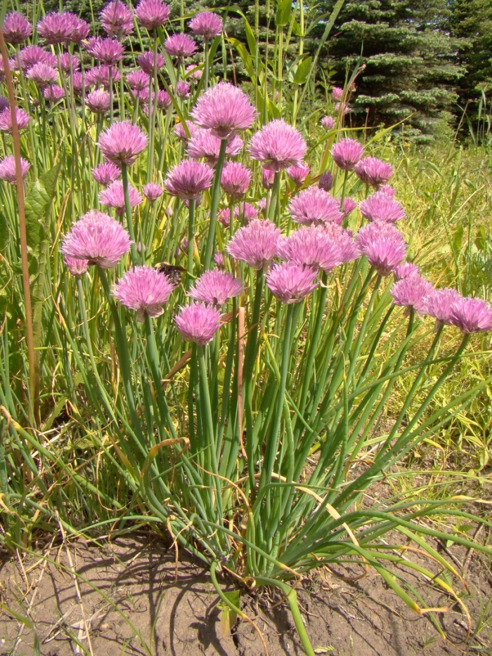 Лук скорода шнитт