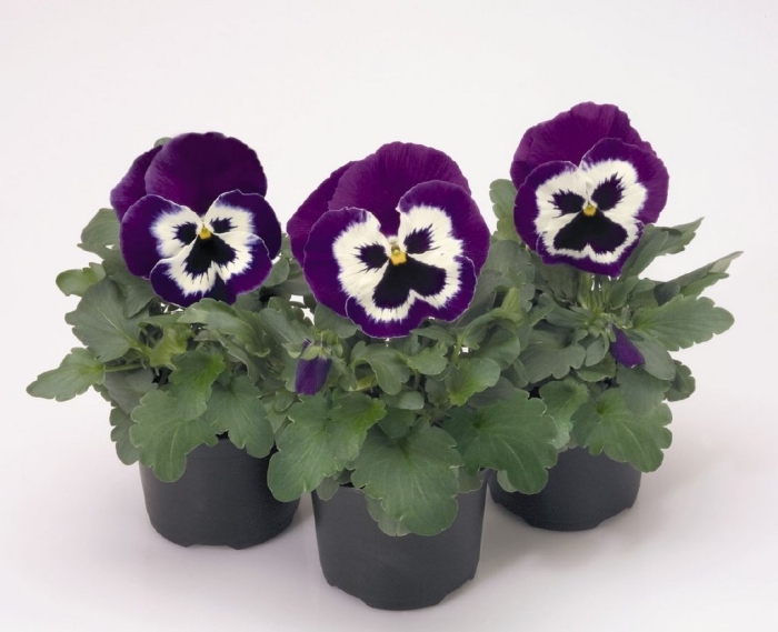 Виола виттрока рассада