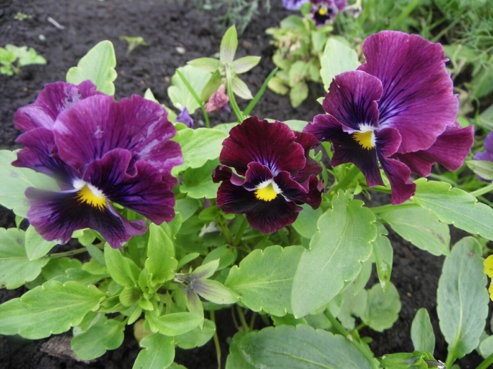 Виола виттрока анютины глазки