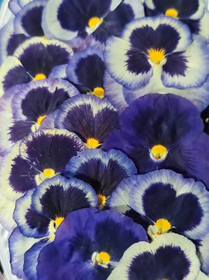 Анютины глазки виола