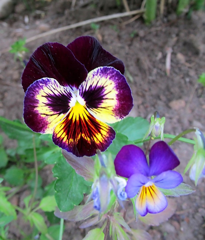 Анютины глазки