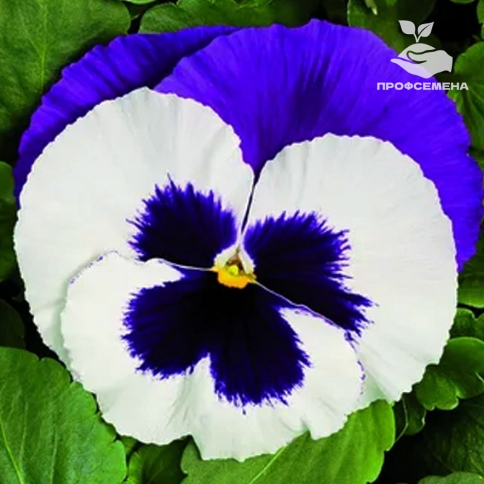 Виола крупноцветковая колоссус