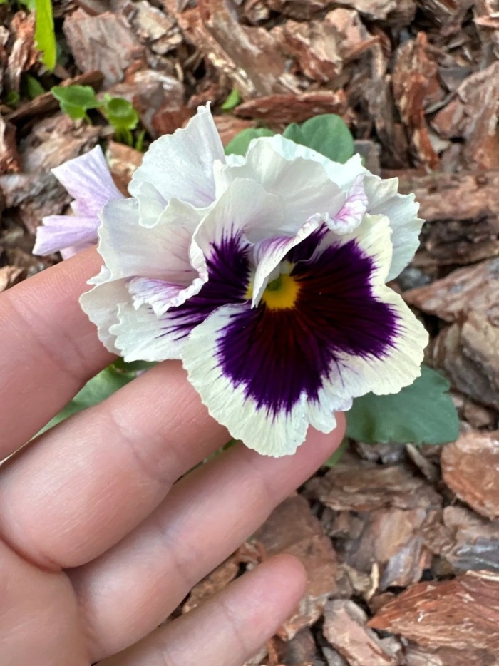 Виола белая с глазком