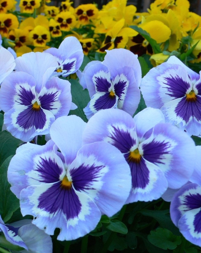 Фиалка рогатая мартин