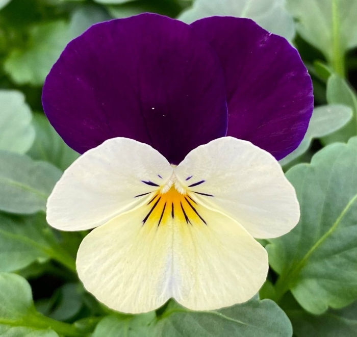 Виола виттрока версаль