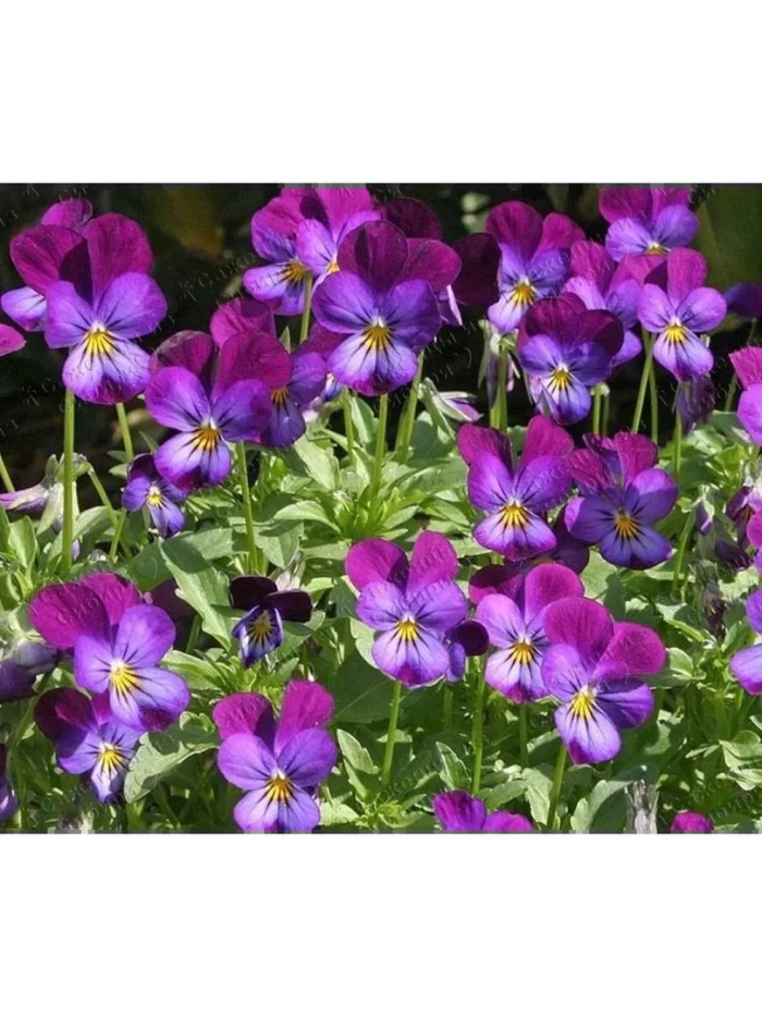 Фиалка многолетняя садовая