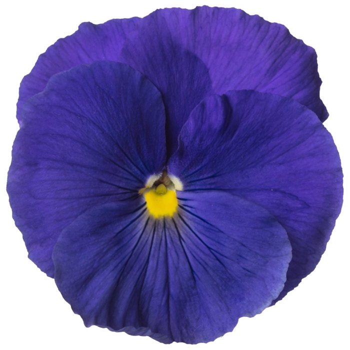 Виола виттрока матрикс f1