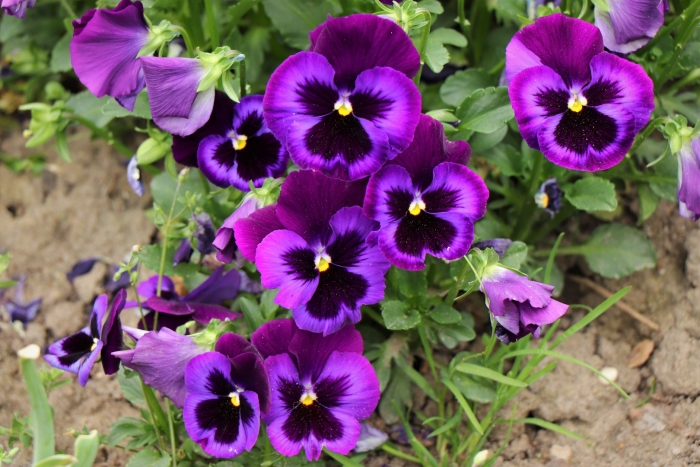 Виола сиреневая