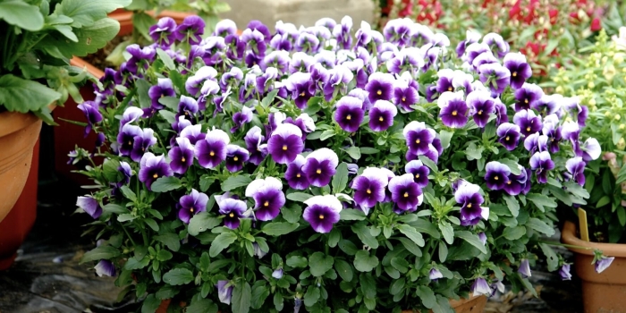 Виола корнута пенни