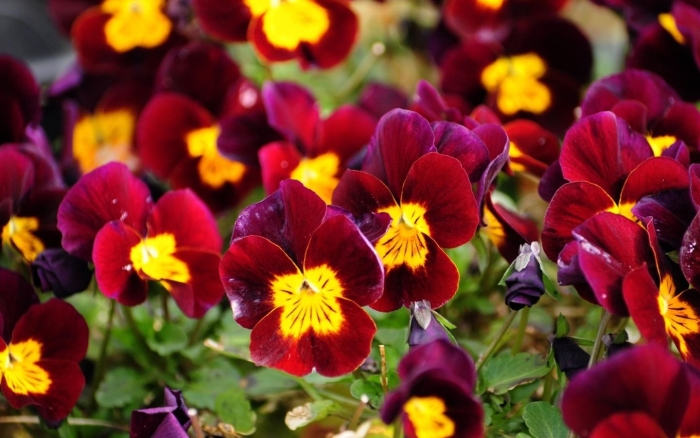 Виола анютины глазки красные