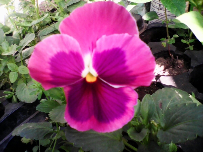 Виола сахарный цветок