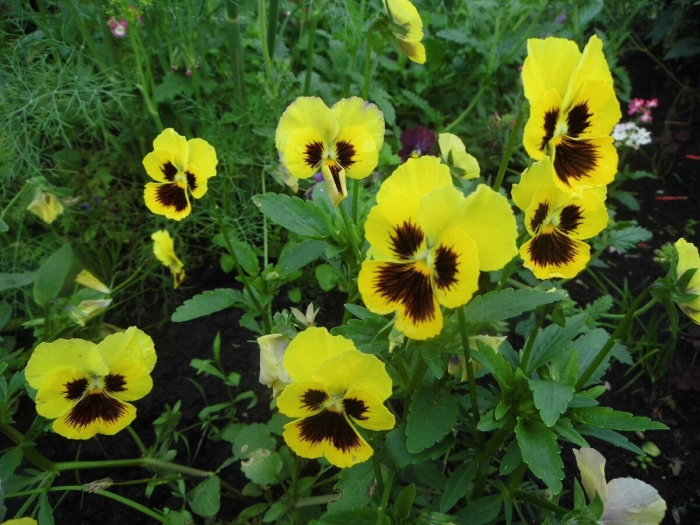 Виола однолетки