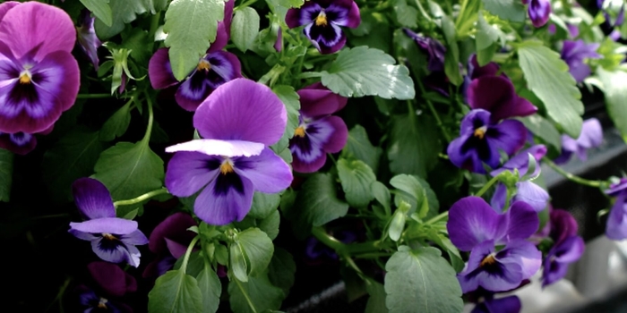 Виола фиалка анютины глазки