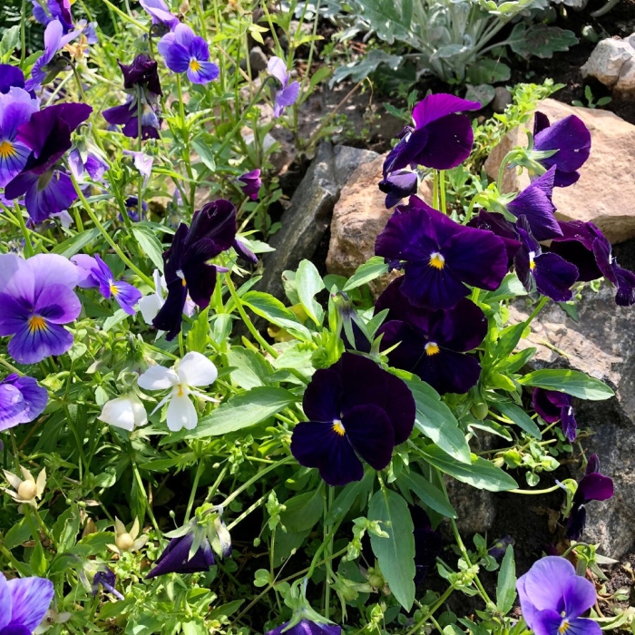 Виола виттрока анютины глазки