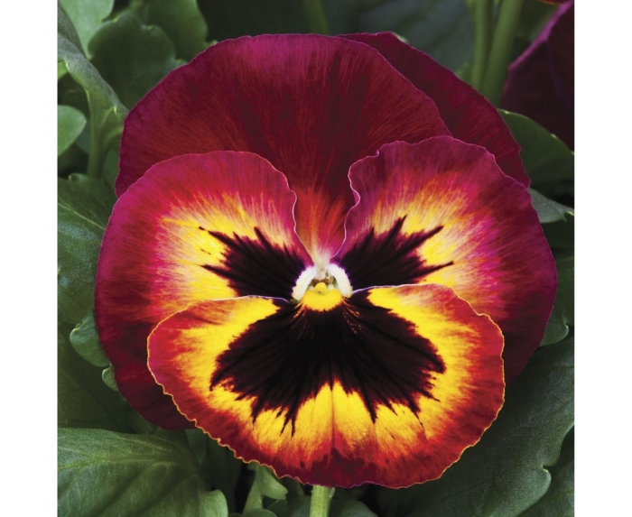 Виола маммот сангрия пунш