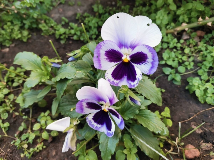 Трехцветная фиалка