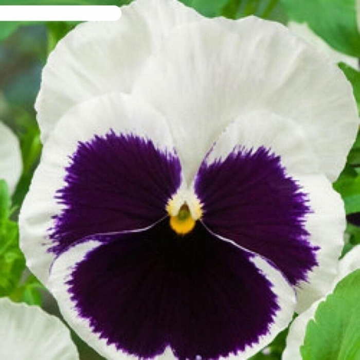 Виола крупноцветковая