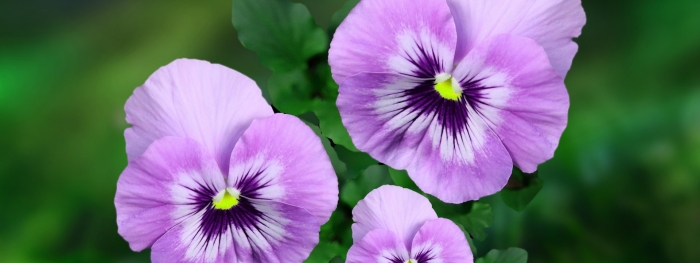 Цветок анютины глазки