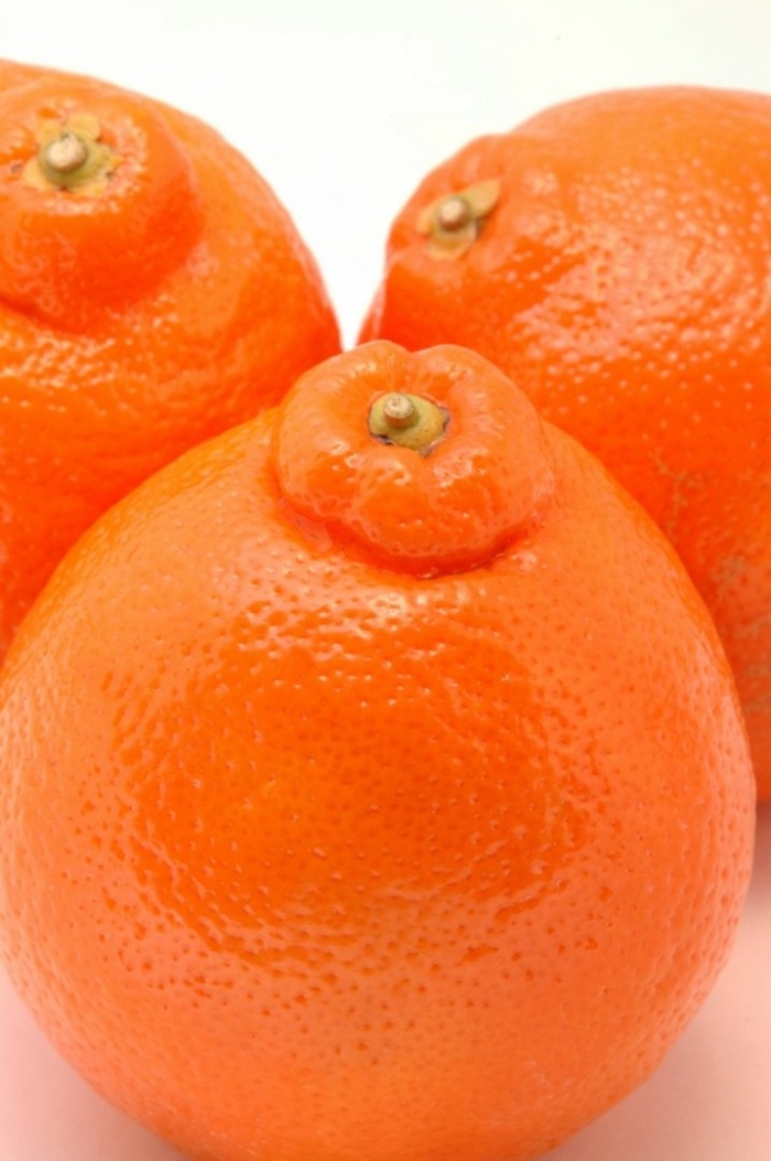 Минеола фрукт