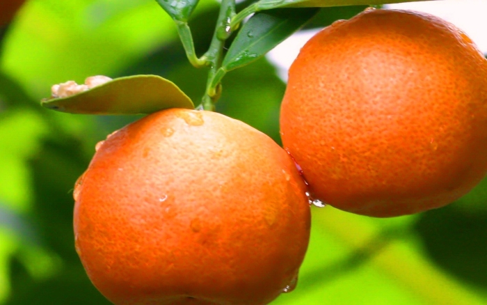 Мандарин танжерин зеленый