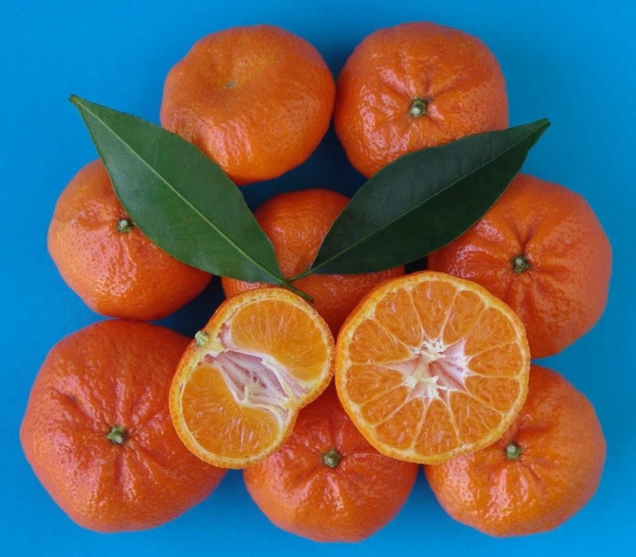 Мандарин танжерин