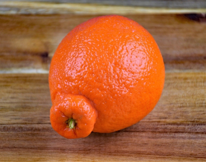 Танжело минеола мандарин