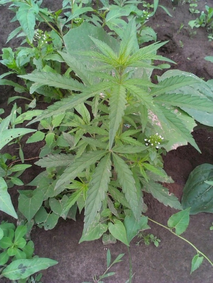 Пятилистная конопля