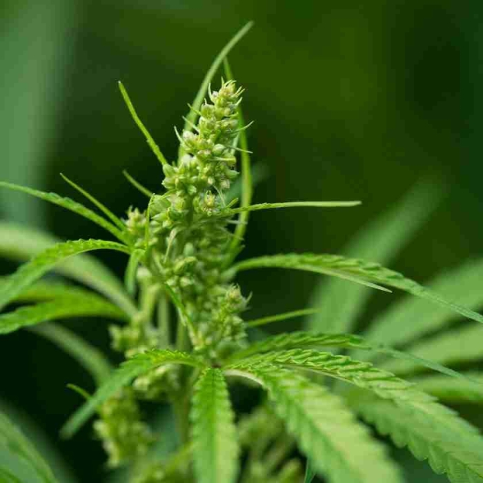 Сорняковая конопля