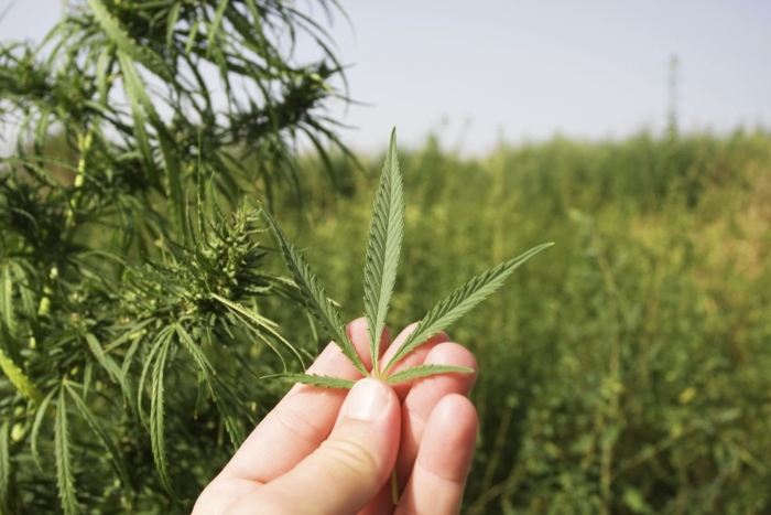 Конопля уралочка