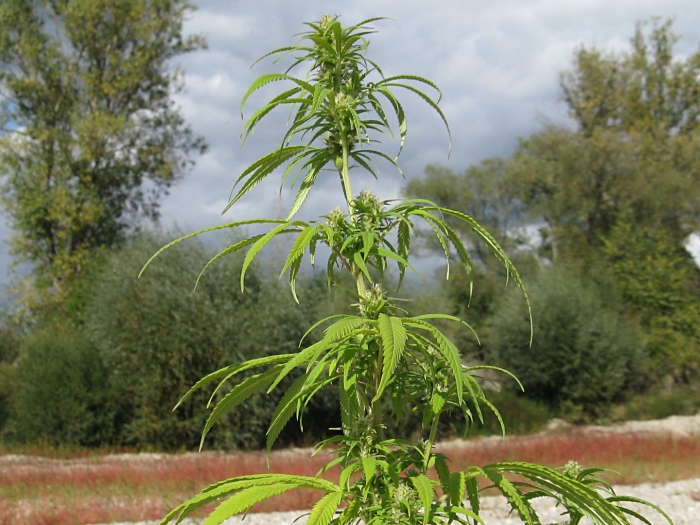 Конопля рудералис
