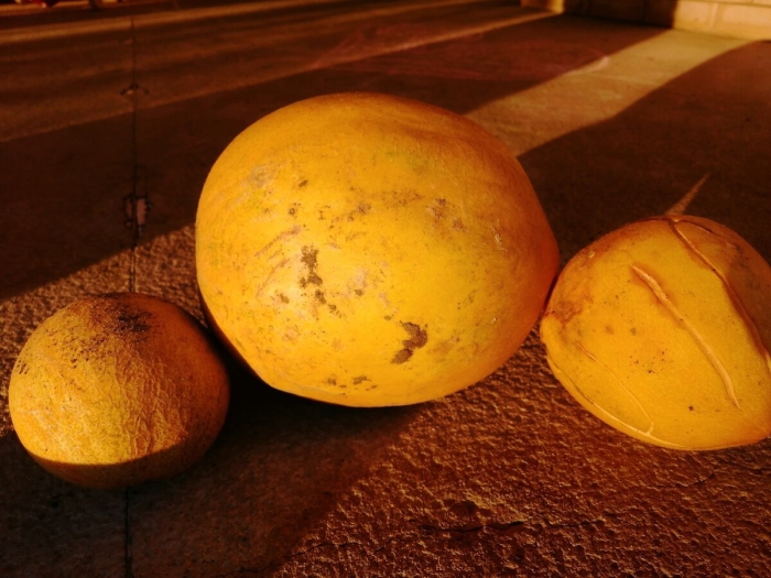 Дыня колхозница