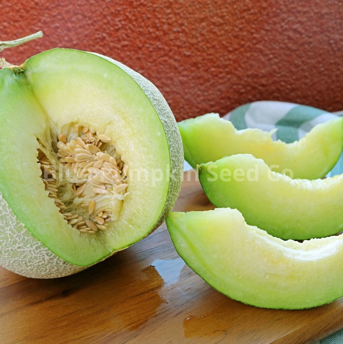 Дыня хани дью зеленая