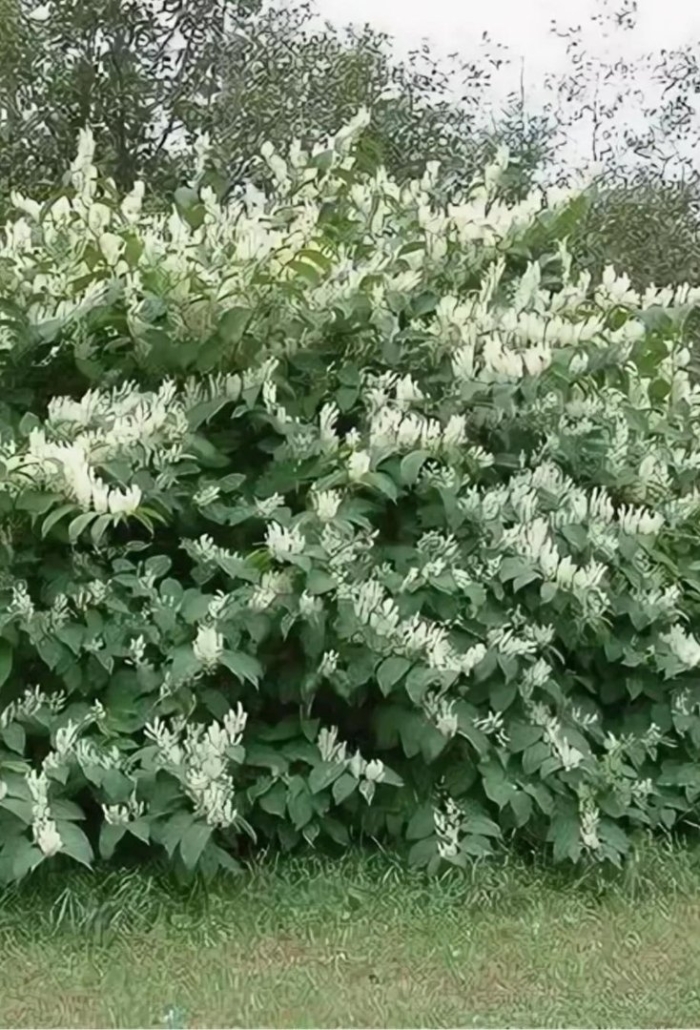 Горец сахалинский бамбук сибирский