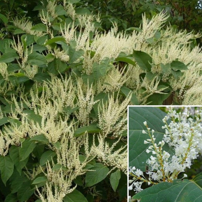 Горец сахалинский растение