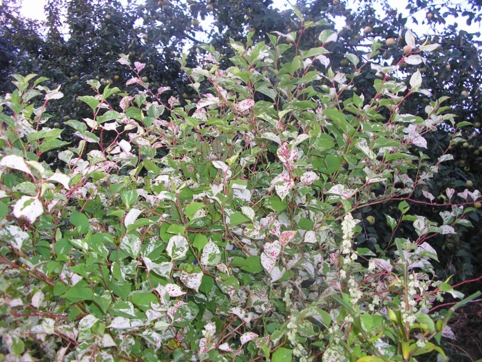 Гречишка кустарниковая