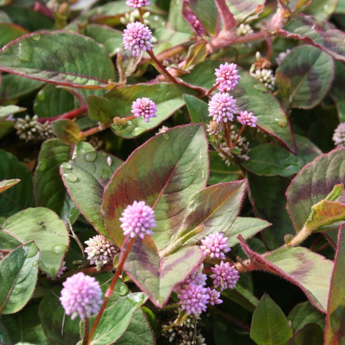 Polygonum capitatum