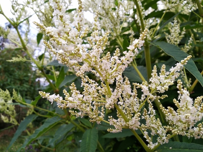 Горец метельчатый куст