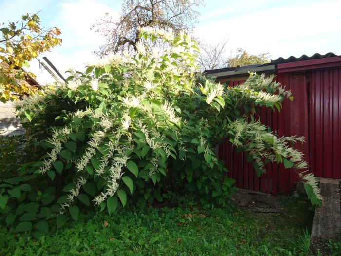 Горец сахалинский.( рейнутрия) сибирский бамбук.