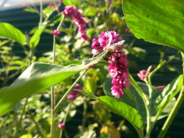 Persicaria orientalis