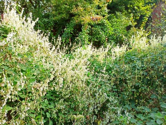 Лиана горец ауберта