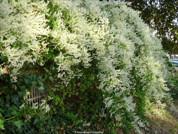 Лиана горец ауберта